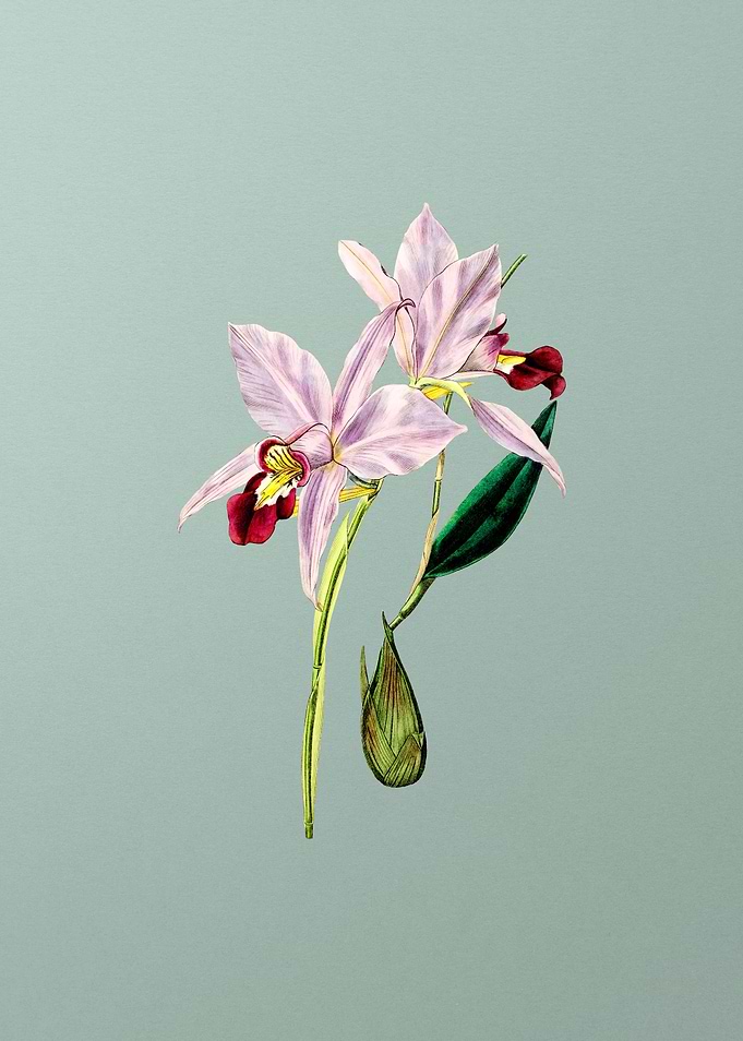 Two Edged Laelia on Mint
