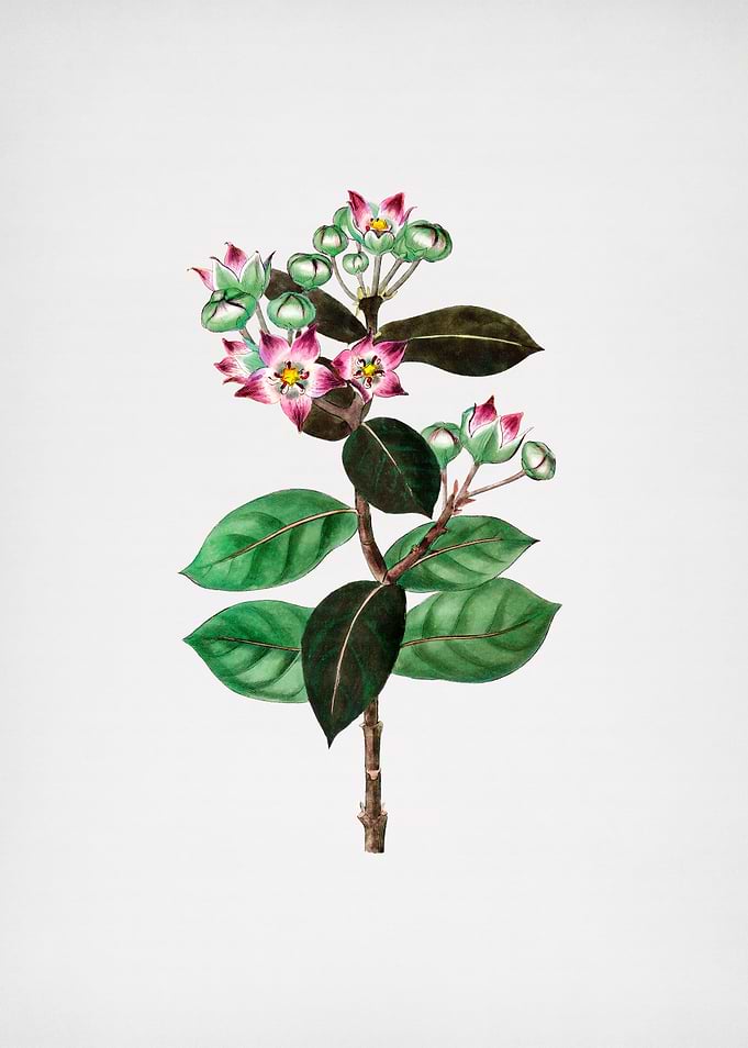 Tall Calotropis Flower
