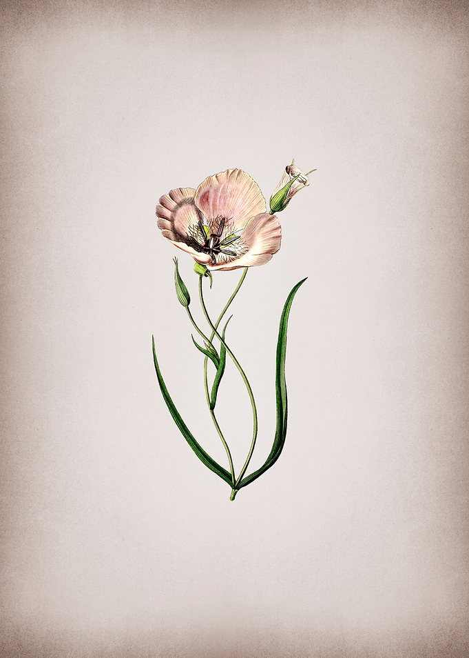 Satiny Calochortus Flower