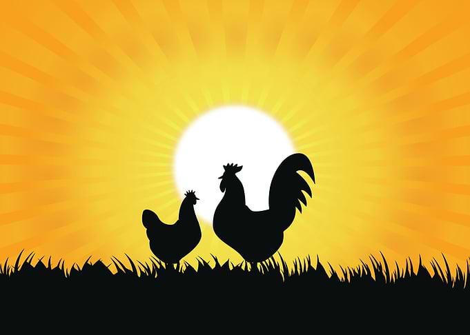 Chicken