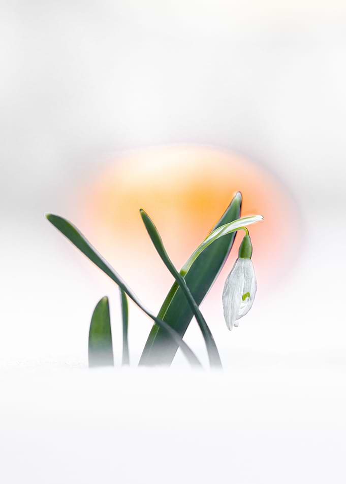 Sunset snowdrop