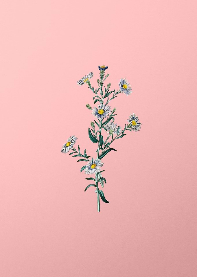 Glaucous Aster Flower