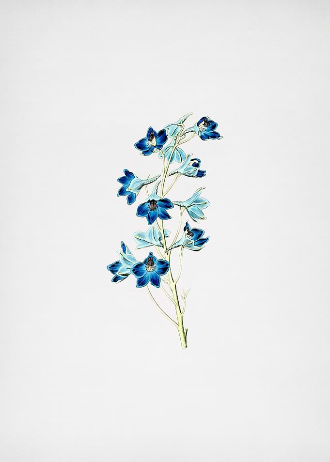 Shewy Delphinium Flower
