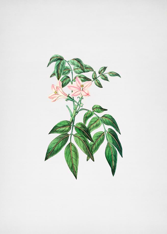 Turraea Pinnata Flower