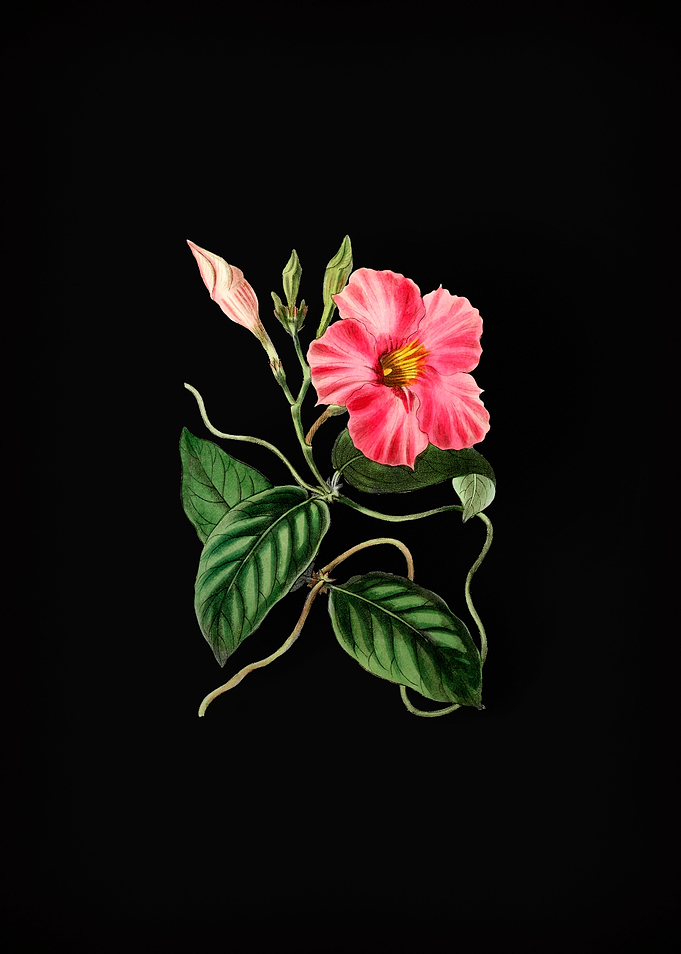 Jointed Dipladenia Flower