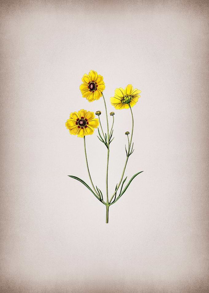 Perennial Dyers Coreopsis