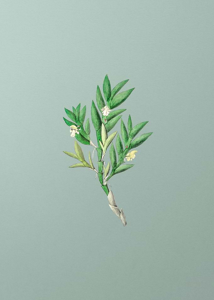 Two Edge Dendrobium Flower