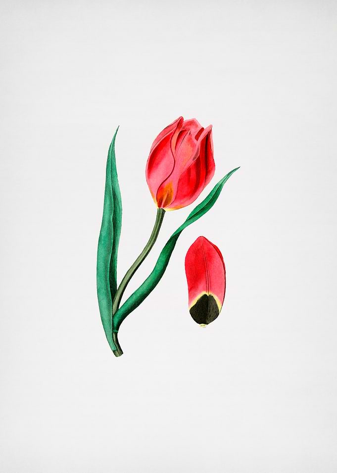 Suns Eye Tulip