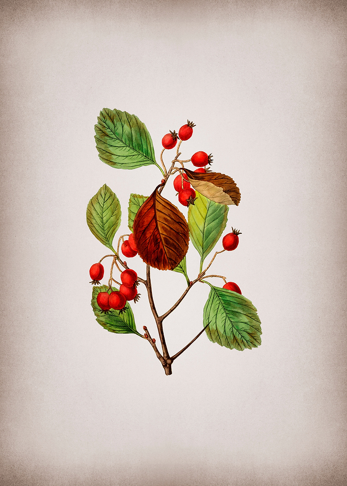 Plum Leaved Thorn Flower