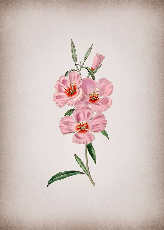 Vintage Pink Ruddy Godetia