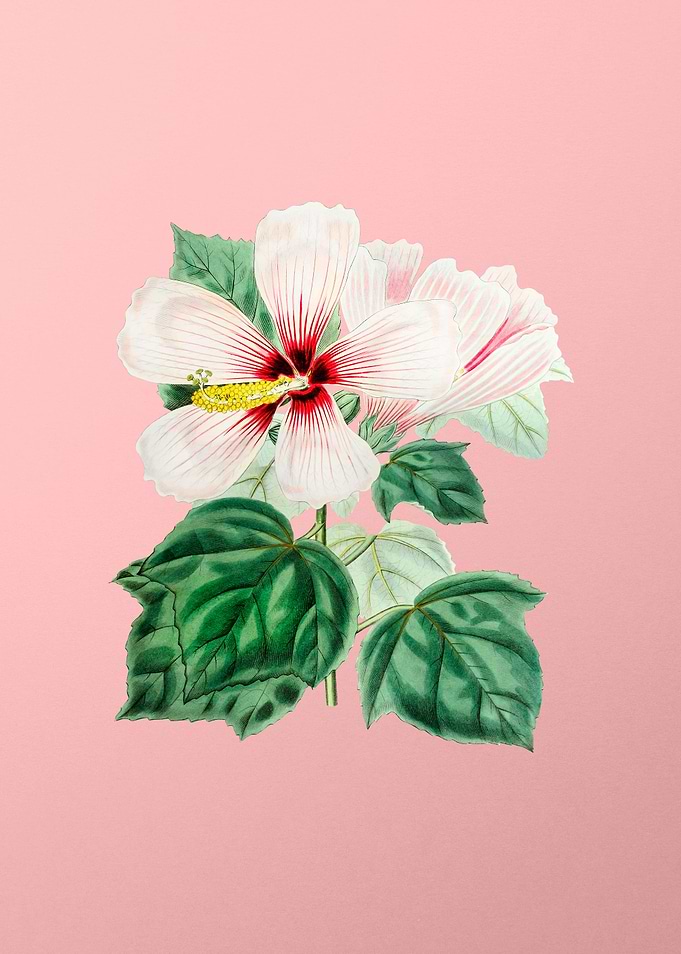 Marsh Hibiscus on Pink