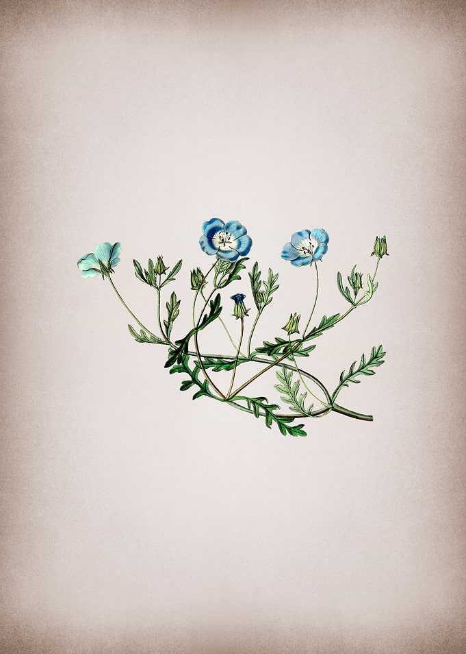 Vintage Shewy Nemophila
