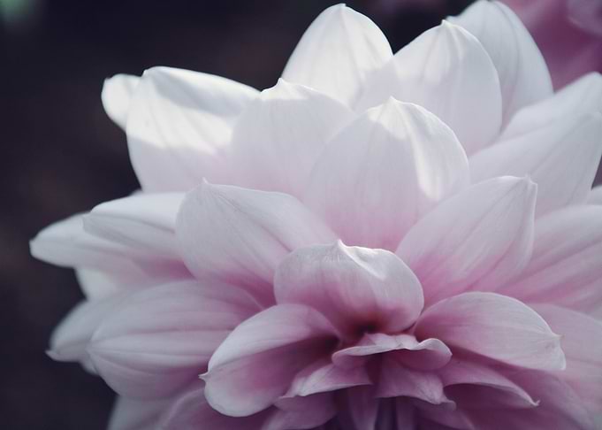 Pink Dahlia