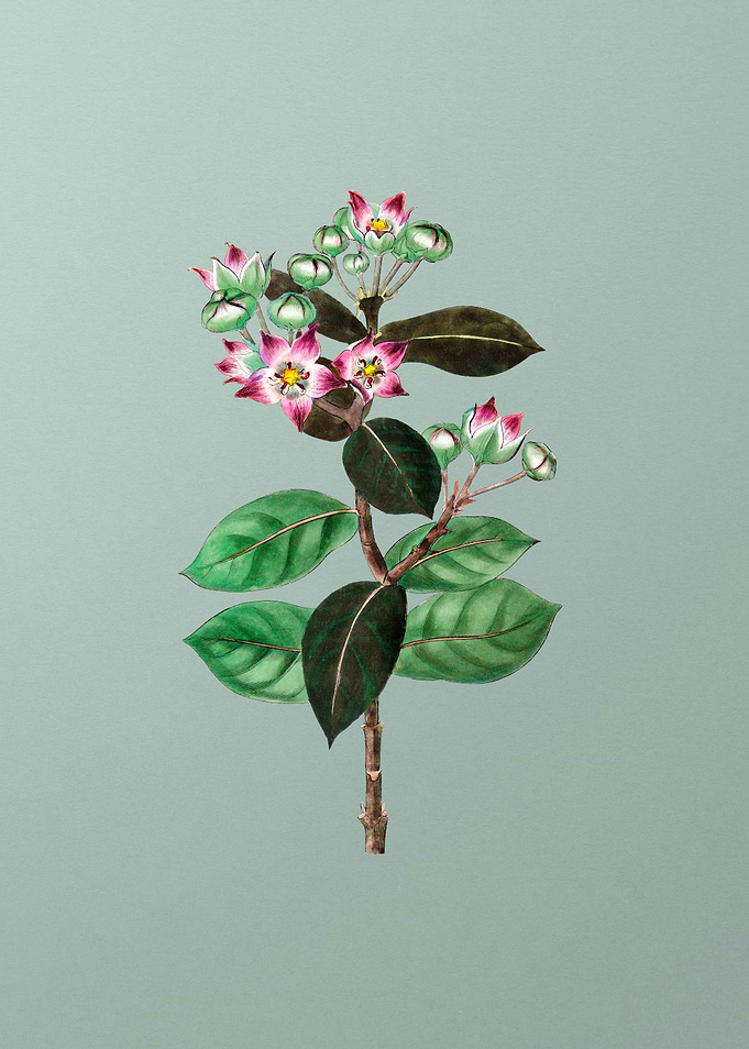 Tall Calotropis Flower