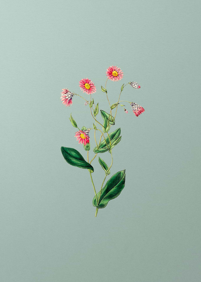 Vintage Rhodanthe Flower
