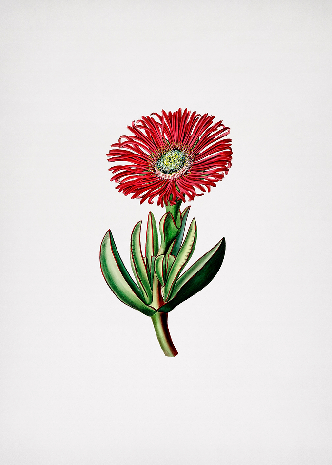 Red Edged Fig Marigold