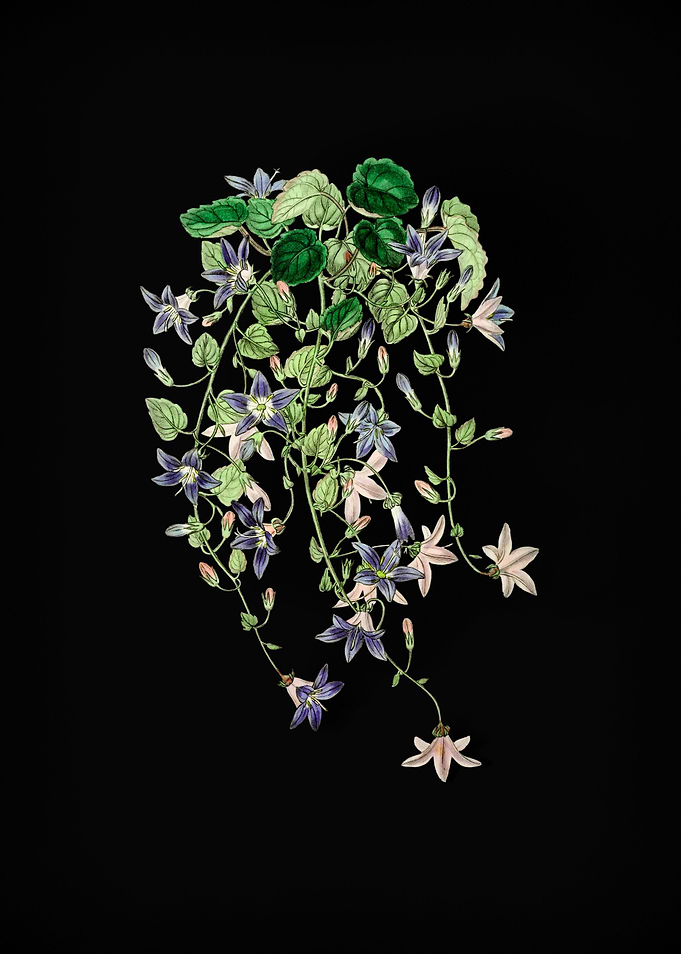Harebell Flower on Black