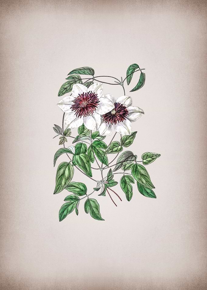 Vintage Siebalds Clematis