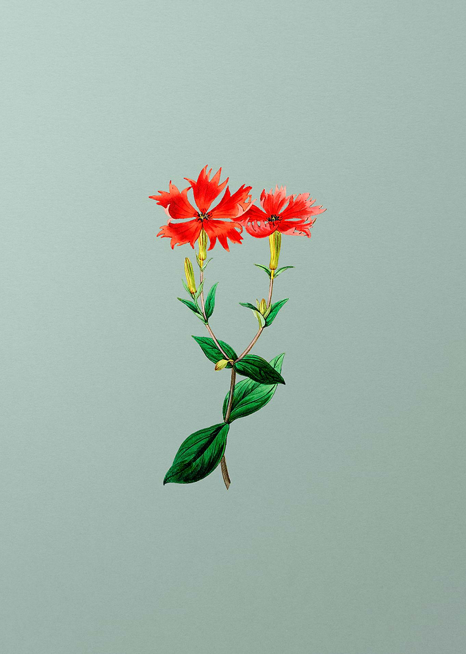 Bunges Lychnis Flower