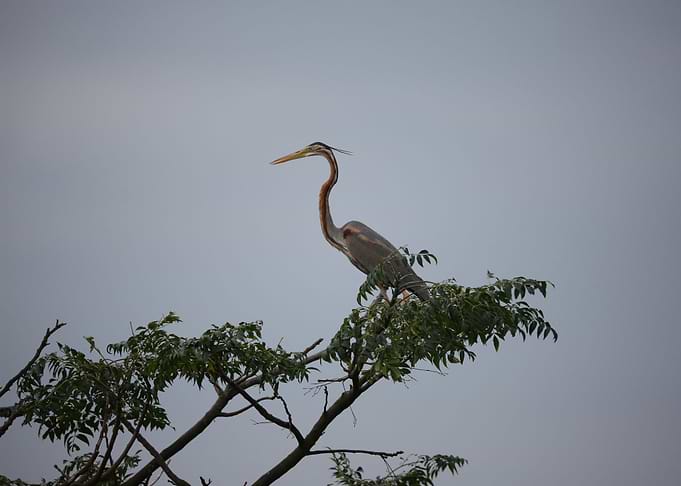 stork poster