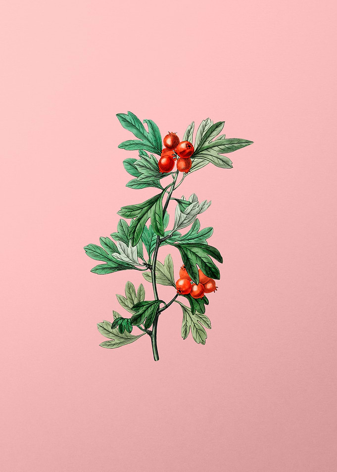 Morocco Hawthorn Flower