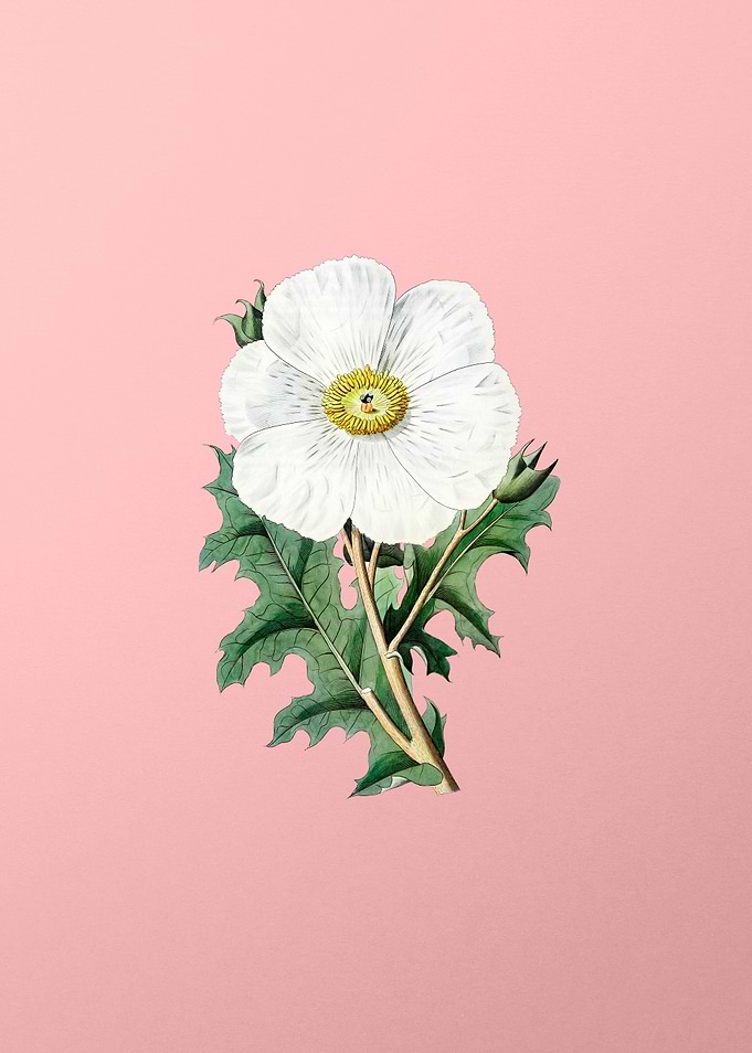 Mexican Poppy Flower