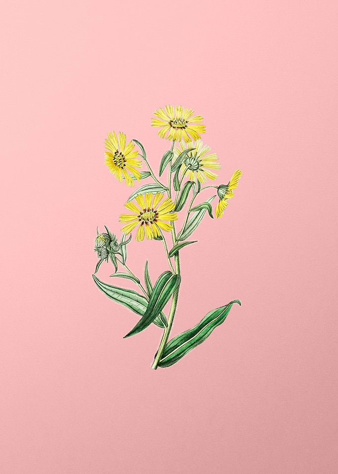 Madia Flower on Pink