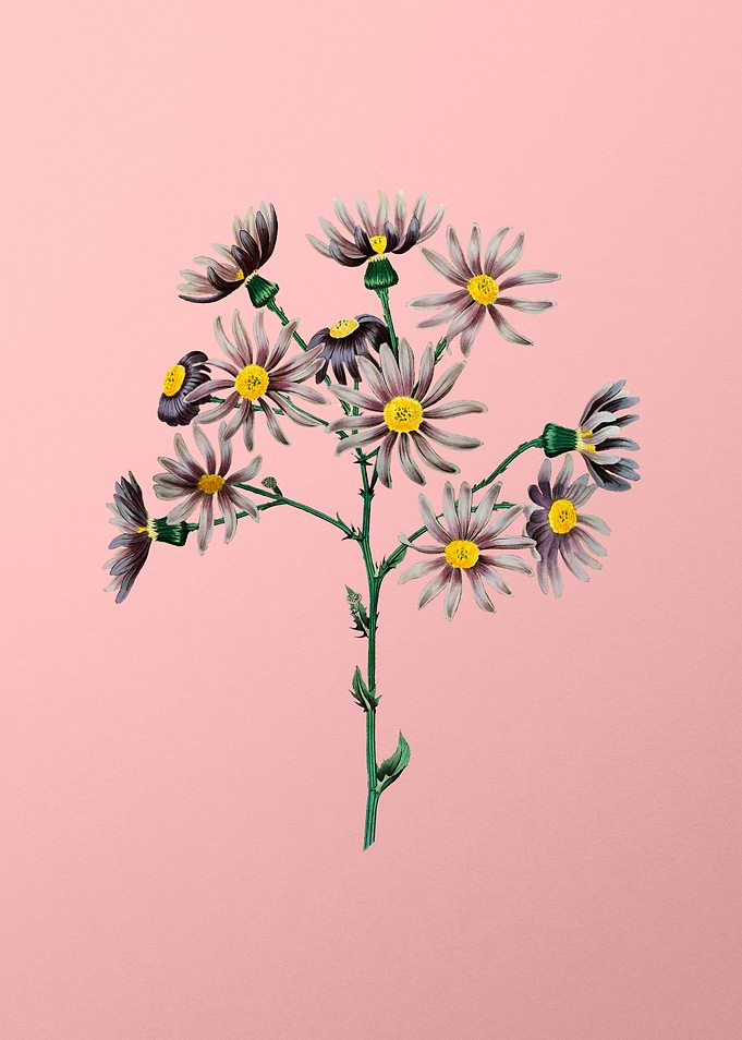 Lilac Senecio Flower