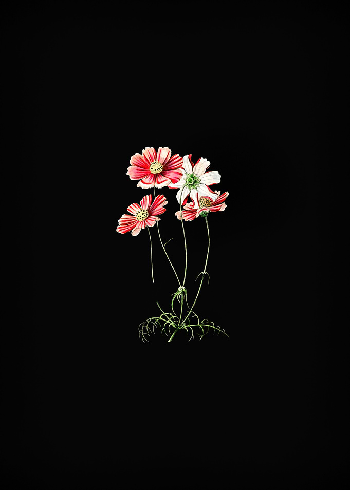 Fine Leaf Cosmus Flower
