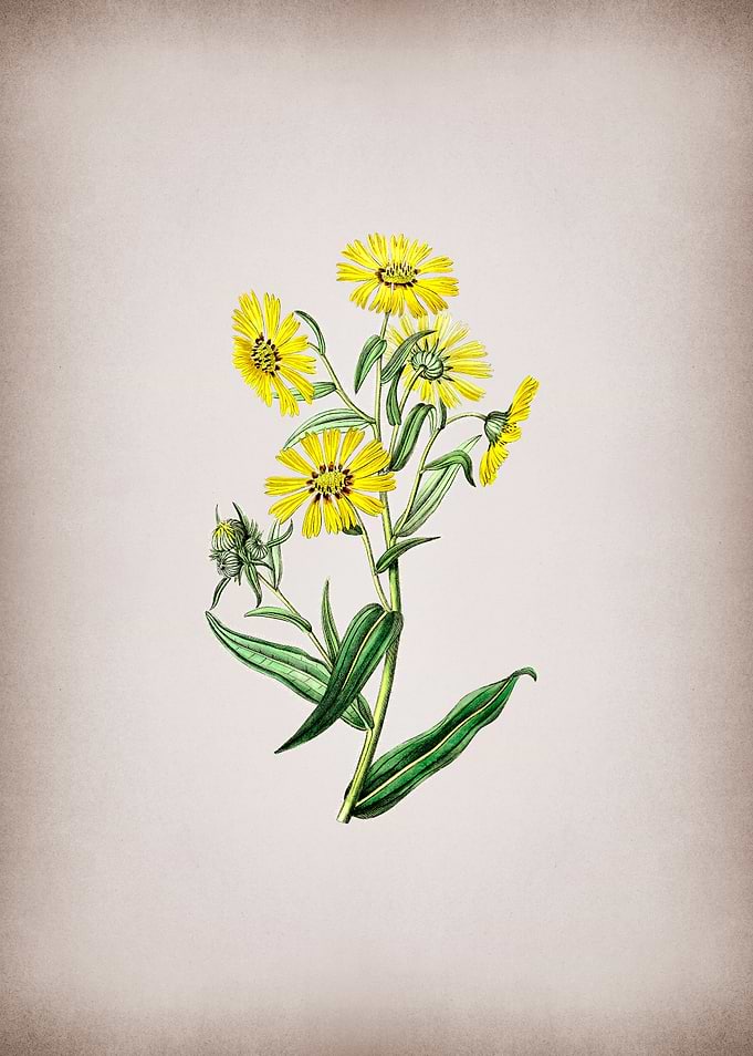 Madia Flower on Parchment