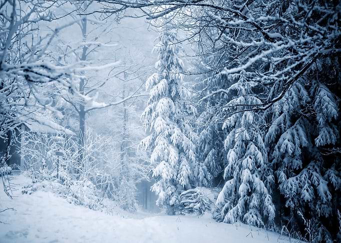 tree snow blue road