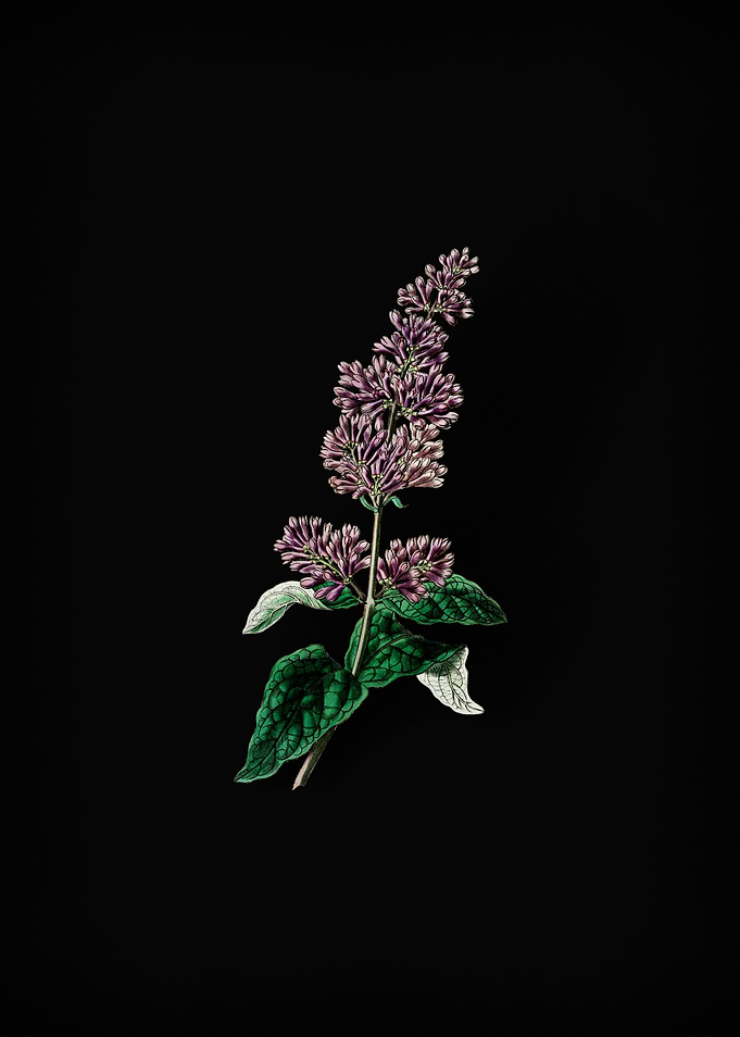 Lady Josikas Lilac Flower