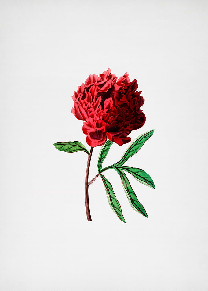 Vintage Chinese Peony