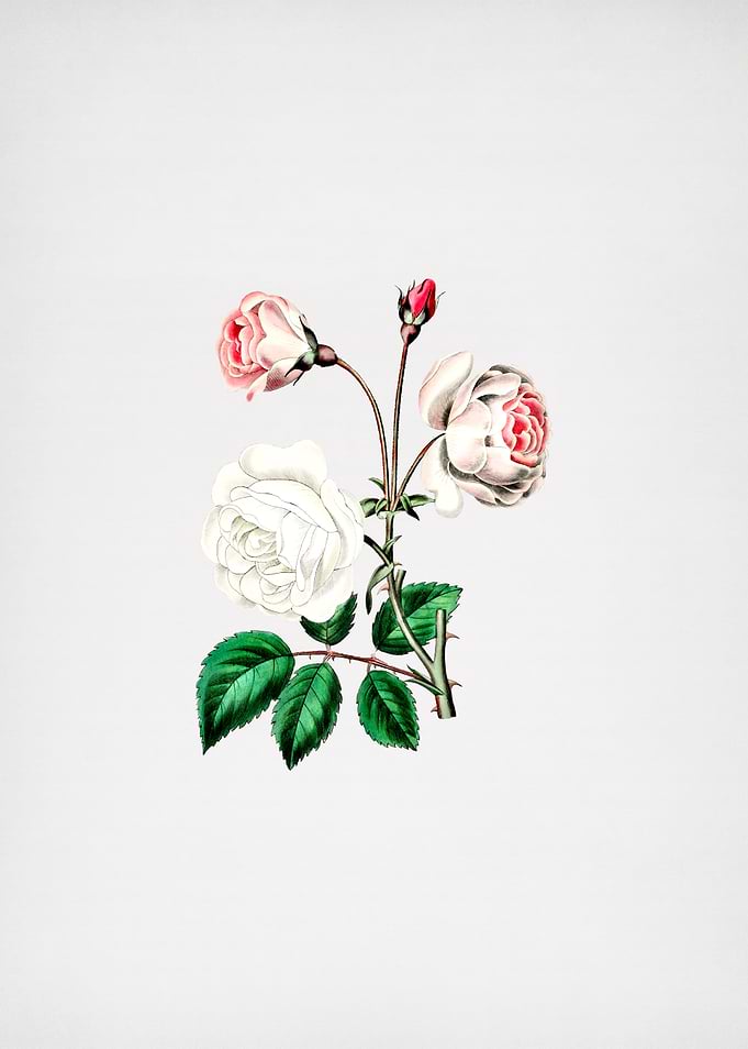 Vintage Ruga Rose Flower
