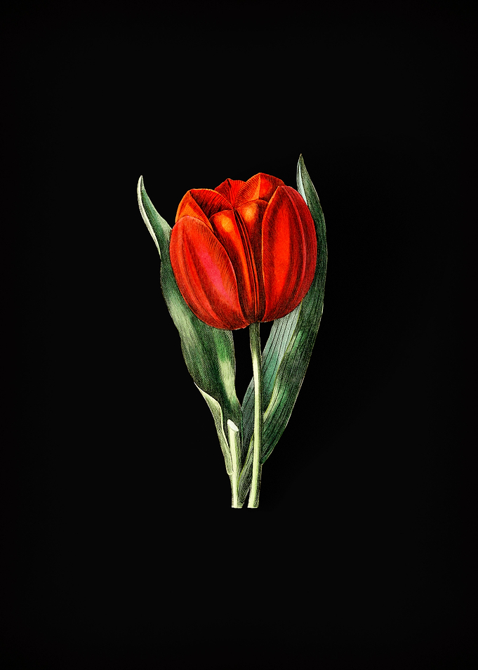Tulip Branch on Black