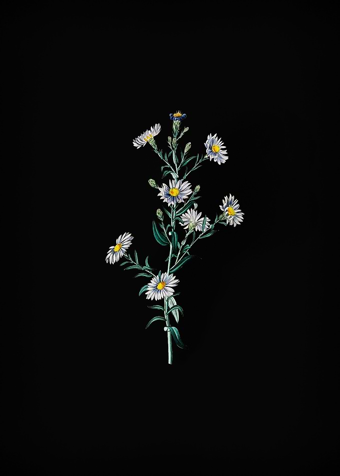 Glaucous Aster Flower
