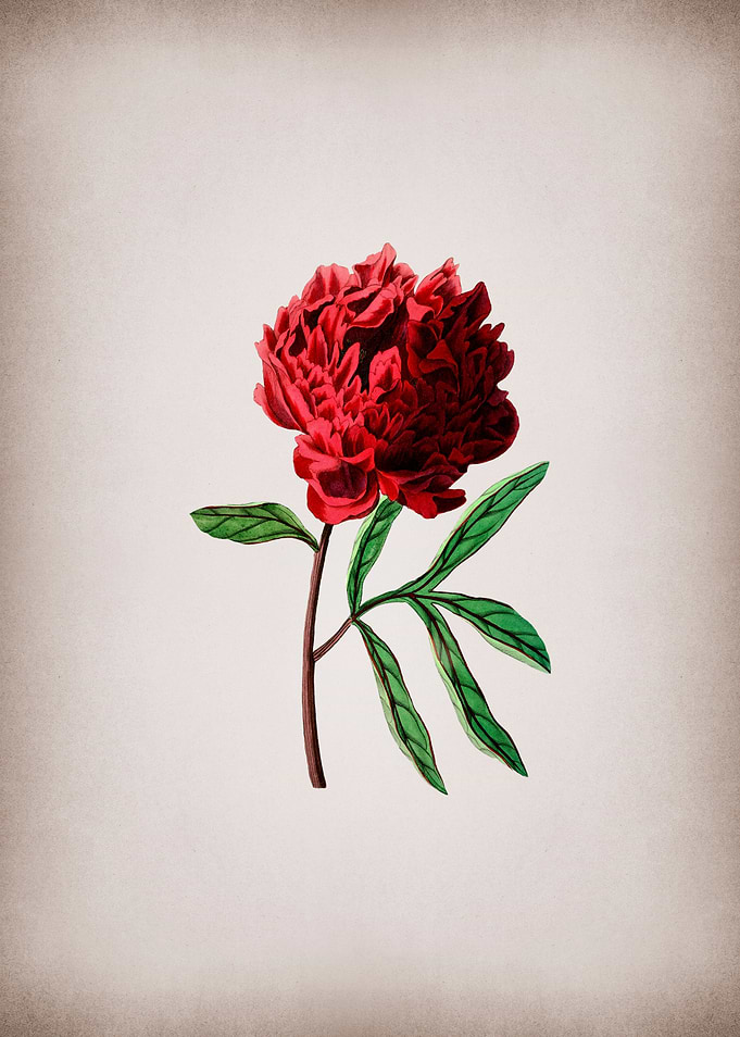 Vintage Chinese Peony