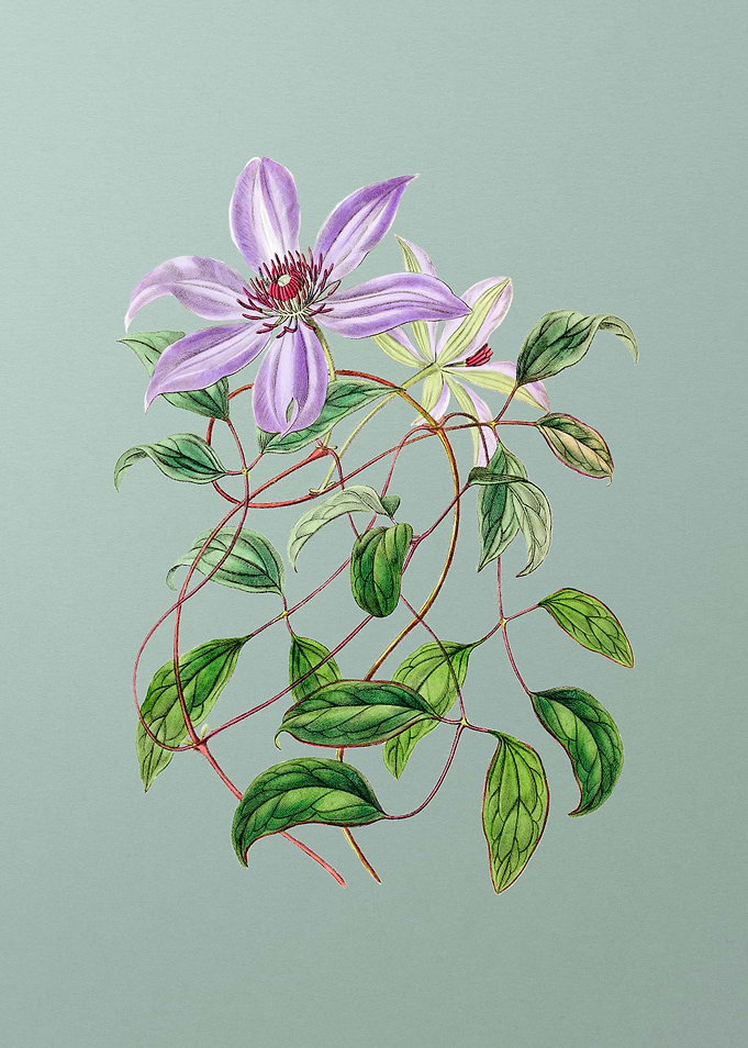 Violet Clematis Flower