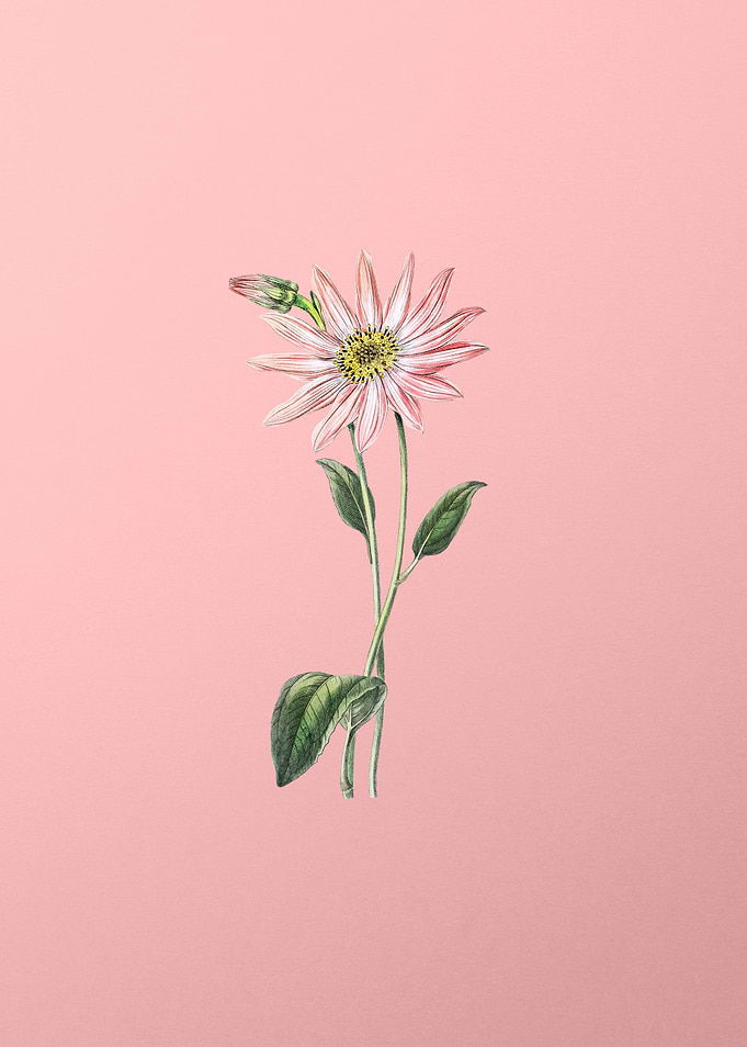 Echinacea Flower on Pink