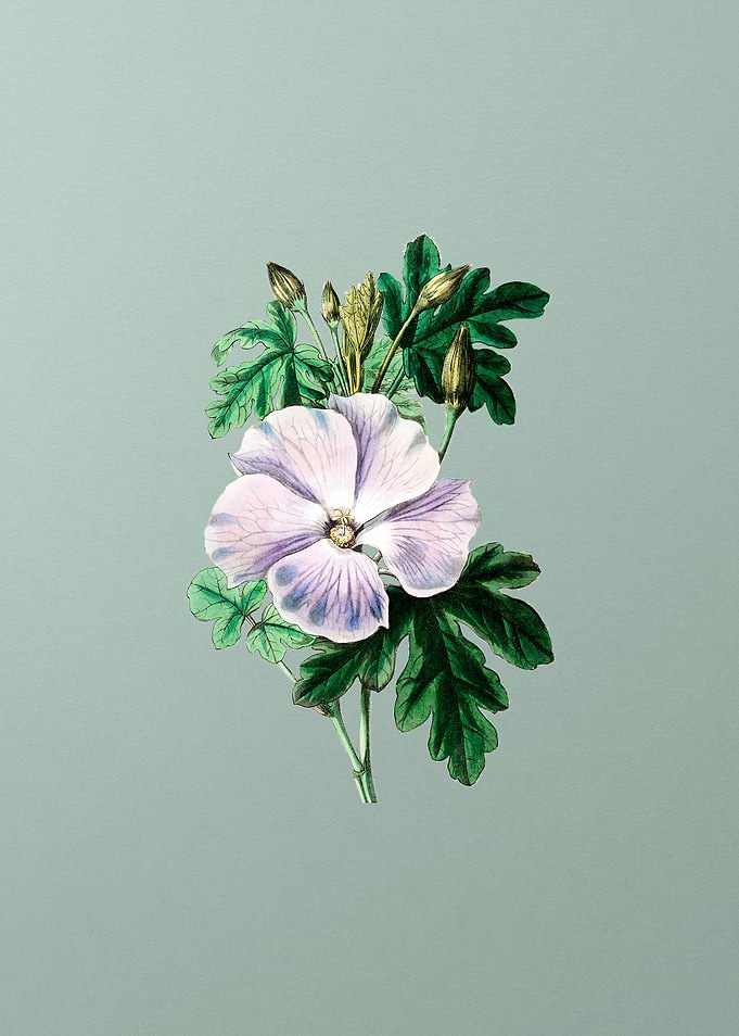 Wrays Hibiscus Flower