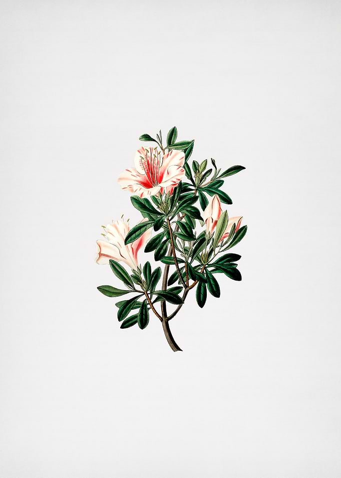 Variegated Chinese Azalea