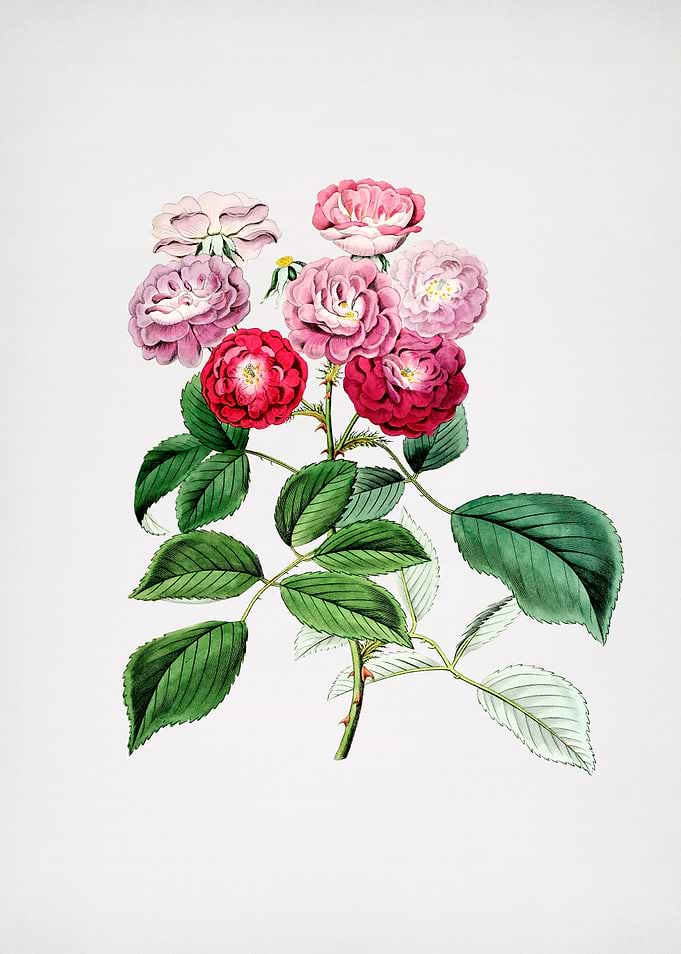 Vintage Seven Sisters Rose