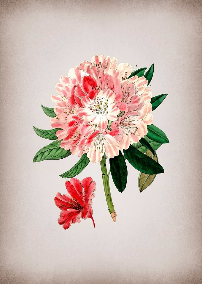 Rhododendron Flower