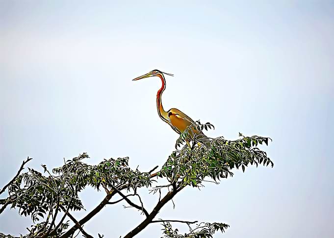 stork poster