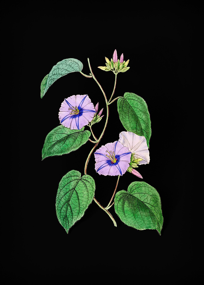 Hoary Jacquemontia Flower