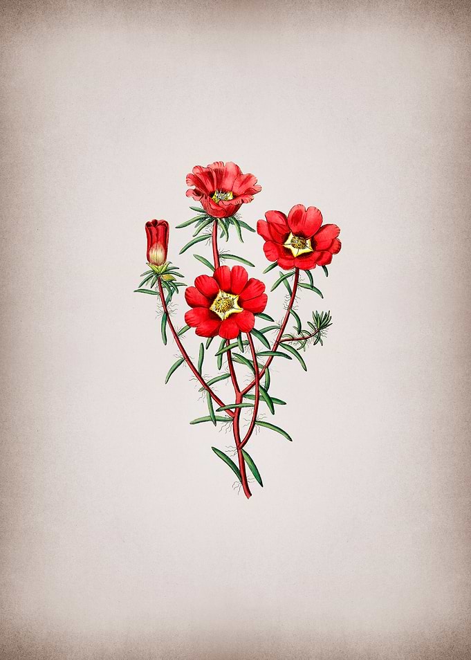 Portulaca Splendens Flower