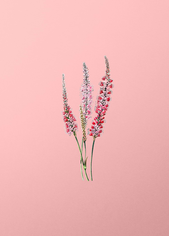 Vintage Polygonum Flower