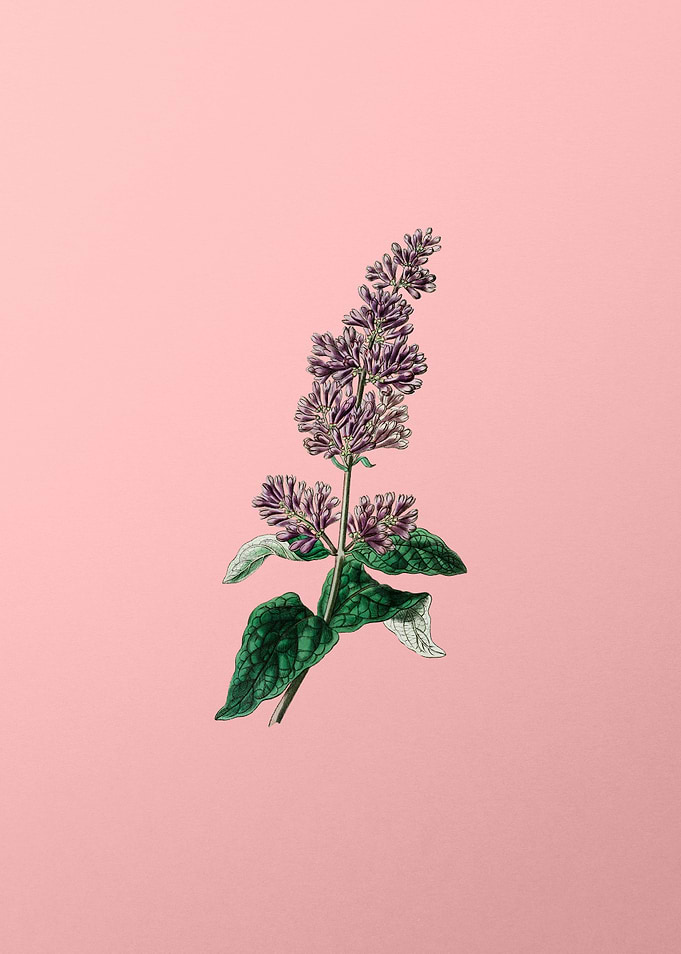 Lady Josikas Lilac Flower