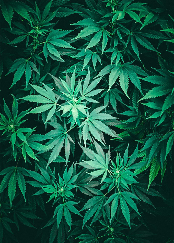 Cannabis