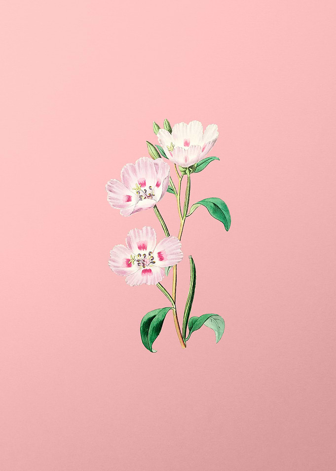 Pink Oenothera Flower